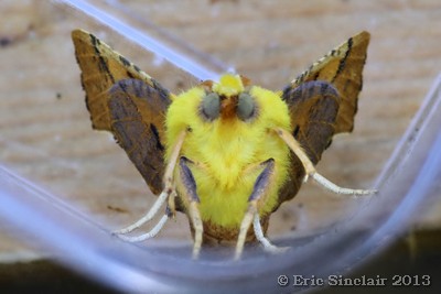 Canary Shouldered Thorn